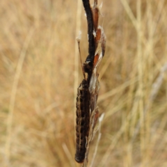 Proteuxoa sanguinipuncta at Stromlo, ACT - 5 Jun 2023