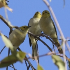 Ptilotula penicillata (White-plumed Honeyeater) at Petermann, NT - 9 Jun 2022 by AlisonMilton