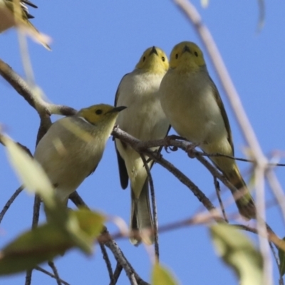 Ptilotula penicillata (White-plumed Honeyeater) at Petermann, NT - 9 Jun 2022 by AlisonMilton