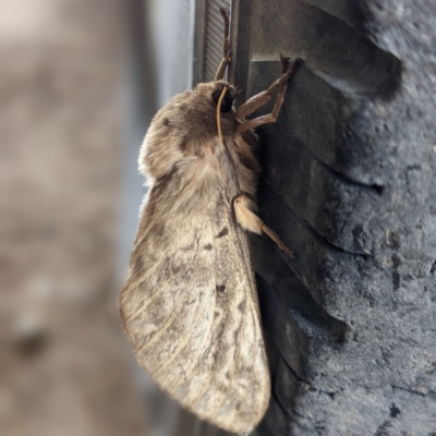 Oxycanus dirempta (Variable Oxycanus) at Kambah, ACT - 3 Jun 2023 by HelenCross