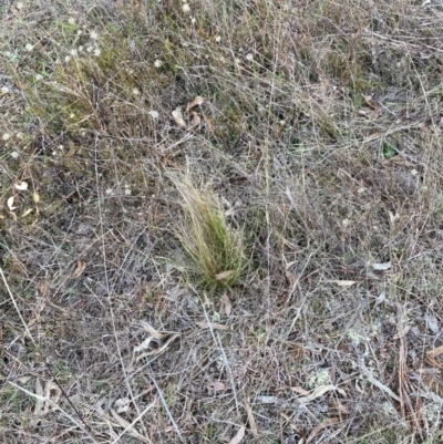 Nassella trichotoma (Serrated Tussock) at Watson, ACT - 5 Jun 2023 by waltraud