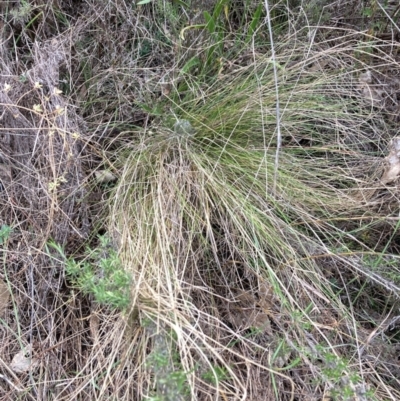 Nassella trichotoma (Serrated Tussock) at Watson, ACT - 5 Jun 2023 by waltraud