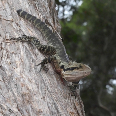 Intellagama lesueurii lesueurii (Eastern Water Dragon) at Ormiston, QLD - 4 Jun 2023 by TimL