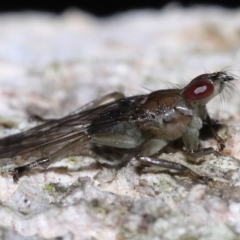 Ortholfersia (genus) (A louse fly) at Ormiston, QLD - 4 Jun 2023 by TimL