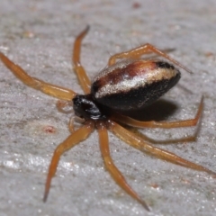 Unidentified Other web-building spider at Wellington Point, QLD - 4 Jun 2023 by TimL