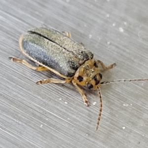 Xanthogaleruca luteola at Lyneham, ACT - 6 Jun 2023