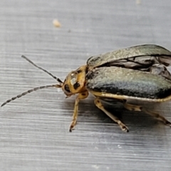 Xanthogaleruca luteola at Lyneham, ACT - 6 Jun 2023