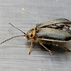 Xanthogaleruca luteola at Lyneham, ACT - 6 Jun 2023