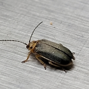 Xanthogaleruca luteola at Lyneham, ACT - 6 Jun 2023