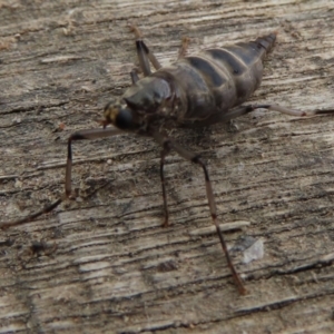 Boreoides subulatus at Wanniassa, ACT - 6 Jun 2023