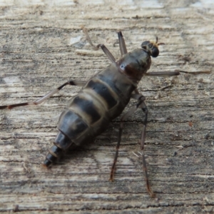 Boreoides subulatus at Wanniassa, ACT - 6 Jun 2023 12:04 PM