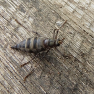 Boreoides subulatus at Wanniassa, ACT - 6 Jun 2023 12:04 PM