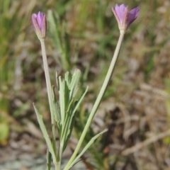 Epilobium billardiereanum subsp. cinereum (Hairy Willow Herb) at Macgregor, ACT - 25 Nov 2022 by MichaelBedingfield