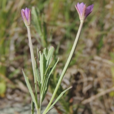 Epilobium billardiereanum subsp. cinereum (Variable Willow-herb) at Macgregor, ACT - 25 Nov 2022 by michaelb