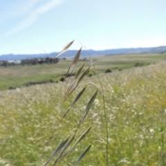 Avena sp. (Wild Oats) at Macgregor, ACT - 25 Nov 2022 by MichaelBedingfield