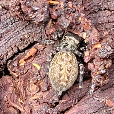 Opisthoncus sp. (genus) (Unidentified Opisthoncus jumping spider) at Banksia Street Wetland Corridor - 6 Jun 2023 by trevorpreston