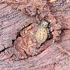 Opisthoncus sp. (genus) at O'Connor, ACT - 6 Jun 2023