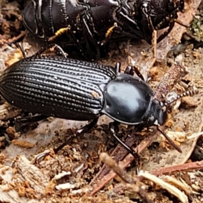Meneristes australis (Darking beetle) at Banksia Street Wetland Corridor - 6 Jun 2023 by trevorpreston
