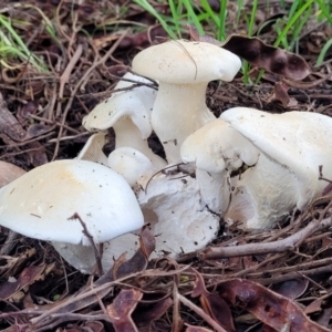 zz agaric (stem; gills white/cream) at O'Connor, ACT - 6 Jun 2023