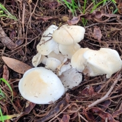 zz agaric (stem; gills white/cream) at O'Connor, ACT - 6 Jun 2023