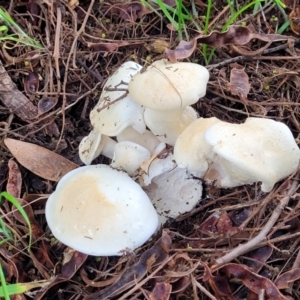 zz agaric (stem; gills white/cream) at O'Connor, ACT - 6 Jun 2023 11:57 AM