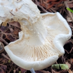 zz agaric (stem; gills white/cream) at O'Connor, ACT - 6 Jun 2023