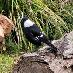 Gymnorhina tibicen (Australian Magpie) at Banksia Street Wetland Corridor - 6 Jun 2023 by trevorpreston