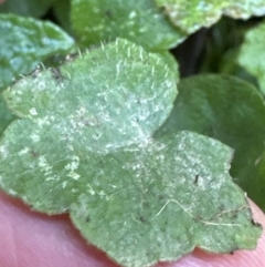 Hydrocotyle hirta (Hairy Pennywort) at Kangaroo Valley, NSW - 6 Jun 2023 by lbradley