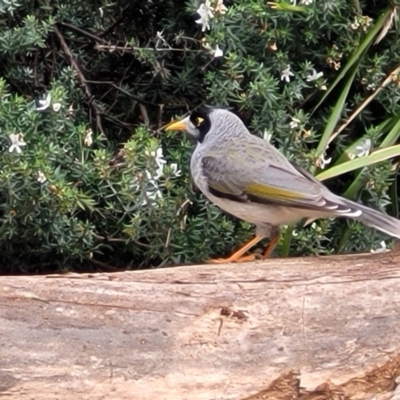 Manorina melanocephala (Noisy Miner) at O'Connor, ACT - 6 Jun 2023 by trevorpreston