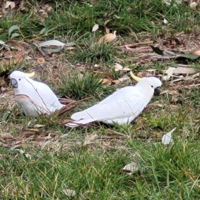 Cacatua galerita (Sulphur-crested Cockatoo) at Banksia Street Wetland Corridor - 6 Jun 2023 by trevorpreston