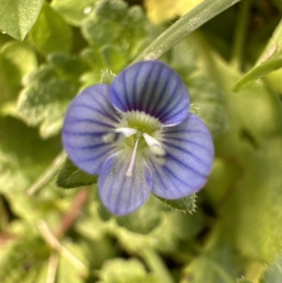 Veronica persica (Creeping Speedwell) at Kangaroo Valley, NSW - 6 Jun 2023 by lbradleyKV