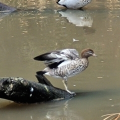 Chenonetta jubata (Australian Wood Duck) at Banksia Street Wetland Corridor - 6 Jun 2023 by trevorpreston