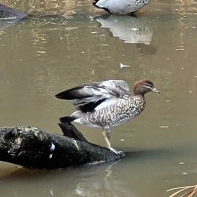 Chenonetta jubata (Australian Wood Duck) at O'Connor, ACT - 6 Jun 2023 by trevorpreston