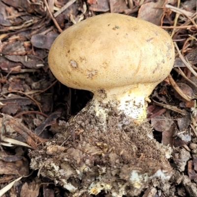 Scleroderma sp. (Scleroderma) at O'Connor, ACT - 6 Jun 2023 by trevorpreston