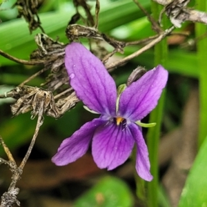 Viola odorata at O'Connor, ACT - 6 Jun 2023