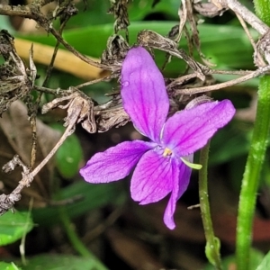 Viola odorata at O'Connor, ACT - 6 Jun 2023