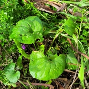 Viola odorata at O'Connor, ACT - 6 Jun 2023