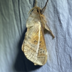 Oxycanus dirempta (Variable Oxycanus) at Jerrabomberra, NSW - 5 Jun 2023 by Steve_Bok