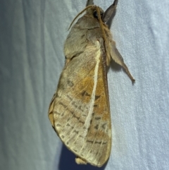 Oxycanus dirempta at Jerrabomberra, NSW - suppressed