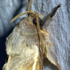 Oxycanus dirempta at Jerrabomberra, NSW - suppressed