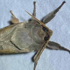 Oxycanus dirempta at Jerrabomberra, NSW - suppressed