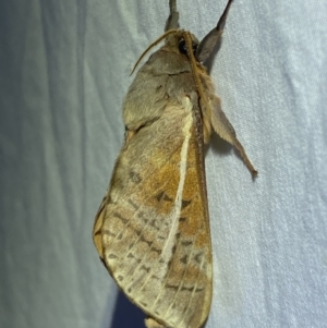 Oxycanus dirempta at Jerrabomberra, NSW - 5 Jun 2023