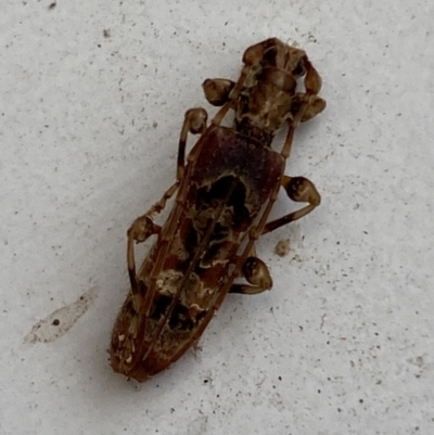 Tessaromma undatum (Velvet eucalypt longhorn beetle) at Jerrabomberra, NSW - 6 Jun 2023 by Steve_Bok