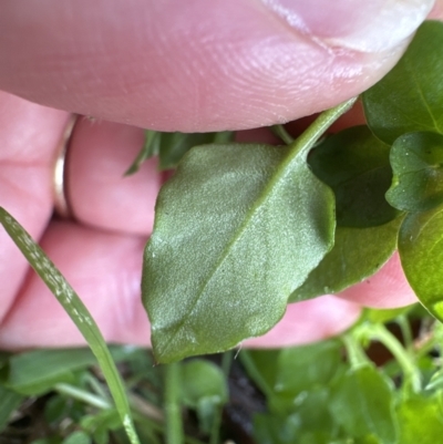 Stellaria media (Common Chickweed) at Kangaroo Valley, NSW - 6 Jun 2023 by lbradley