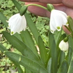 Leucojum aestivum (Summer Snowflake or Snowbell) at Kangaroo Valley, NSW - 6 Jun 2023 by lbradleyKV