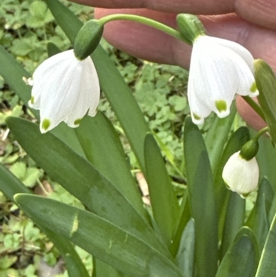 Leucojum aestivum (Summer Snowflake or Snowbell) at Kangaroo Valley, NSW - 6 Jun 2023 by lbradleyKV