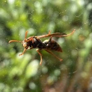 Polistes (Polistella) humilis at Jerrabomberra, NSW - 6 Jun 2023