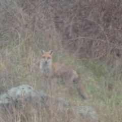 Vulpes vulpes (Red Fox) at Stromlo, ACT - 6 Jun 2023 by SteveBorkowskis