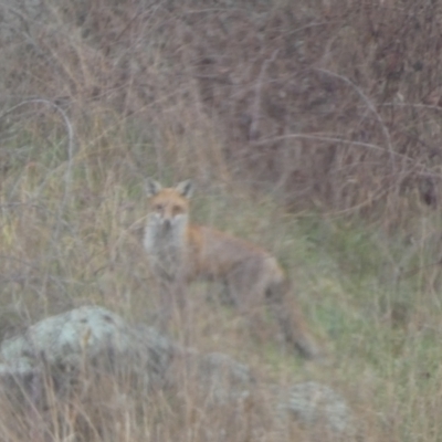 Vulpes vulpes (Red Fox) at Stromlo, ACT - 6 Jun 2023 by SteveBorkowskis