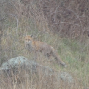 Vulpes vulpes at Stromlo, ACT - 6 Jun 2023